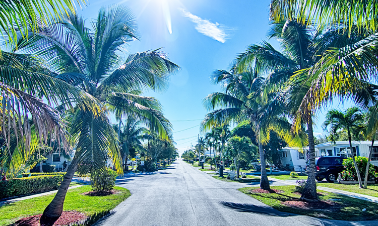 residential road in Florida with palm trees on each side